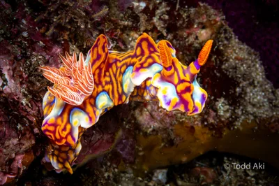 The Miamira magnifica has been at the very top of my nudibranch wish list for over a decade. I will forever be grateful for my awesome guide,  Hide, @divefamilyyellow, for finding it. It was as beautiful as I imagined it would be all these years.