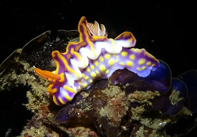 Miamira Magnifica - 2nd January 2016.