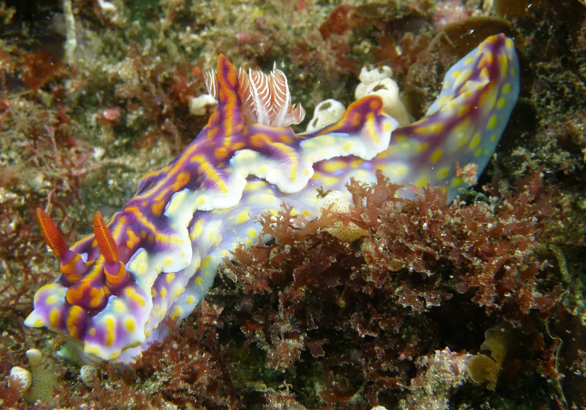 Chromodorididae - Ceratosoma magnifica, Miamira magnifica
