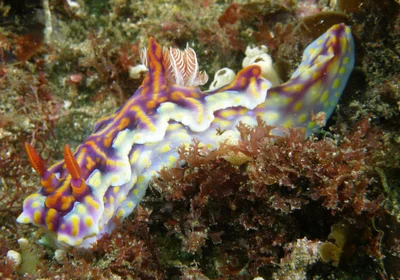 Chromodorididae - Ceratosoma magnifica, Miamira magnifica