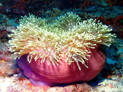 A truly Magnificent Sea Anemone