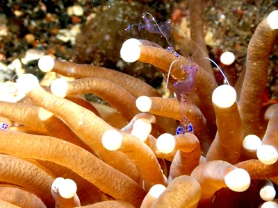 Tiny shrimps, hiding between tentacles.