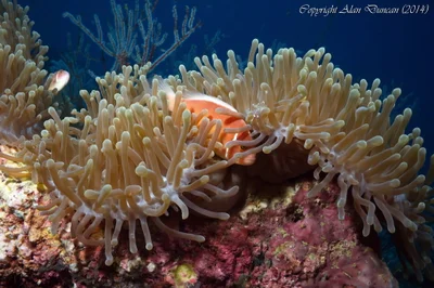 Pink Anemonefish and Holthuis Shrimp share the relative safety of a Magnificent Anemone at Angthong Marine Park, Thailand