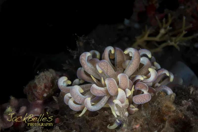 Phyllodesmium magnum