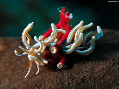 Phyllodesmium magnum