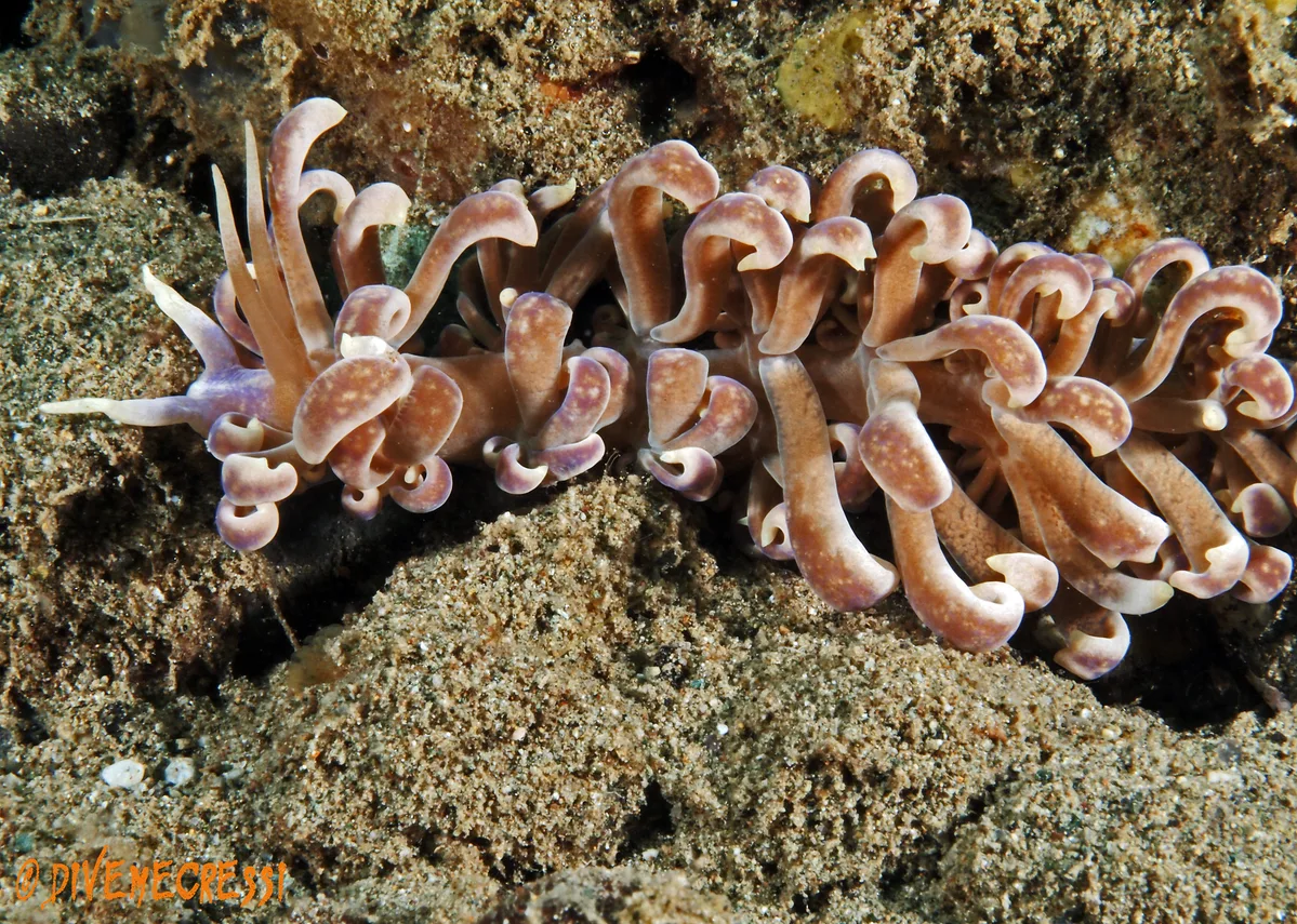 Phyllodesmium magnum