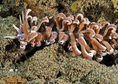 Phyllodesmium magnum