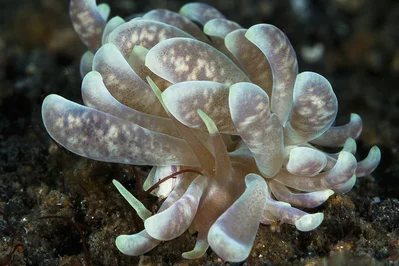 Phyllodesmium Magnum