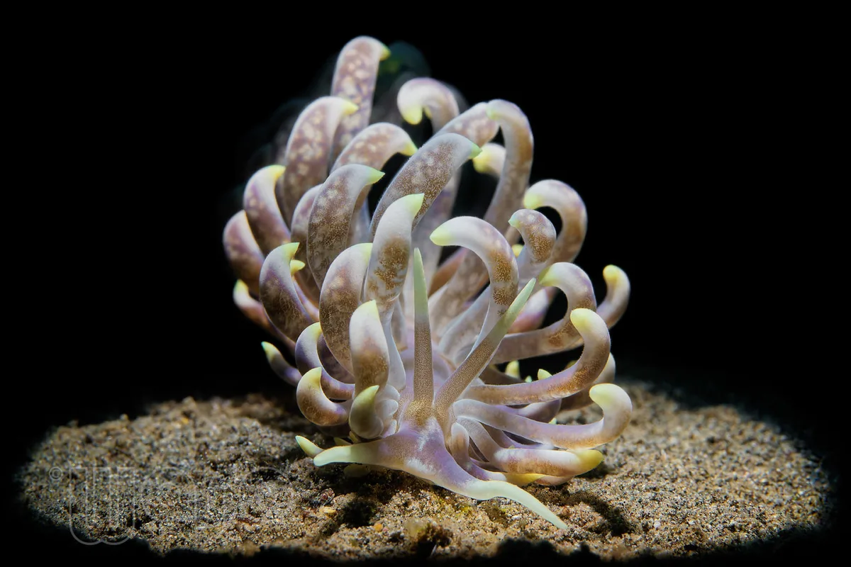 Great Phyllodesmium / Fadenschnecke (Phyllodesmium magnum)