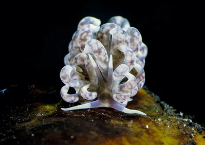 Phyllodesmium magnum