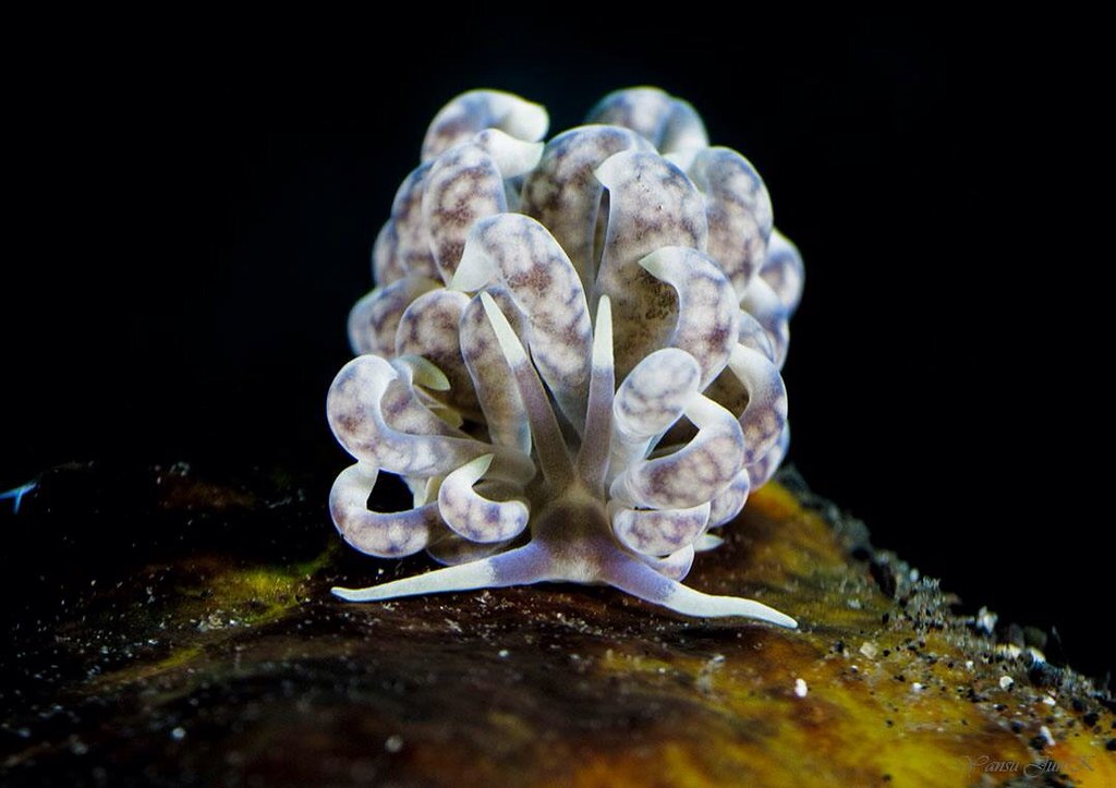 Phyllodesmium magnum