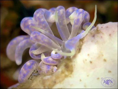 Nudibranch (Phyllodesmium magnum)