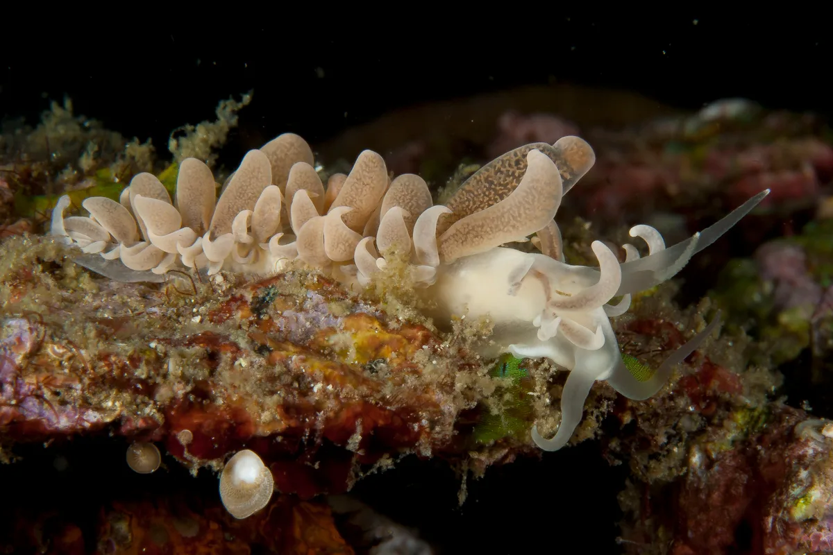 Phyllodesmium magnum