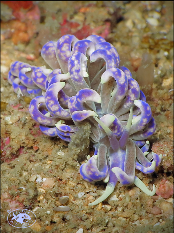 Nudibranch (Phyllodesmium magnum)