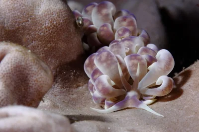Phyllodesmium magnum