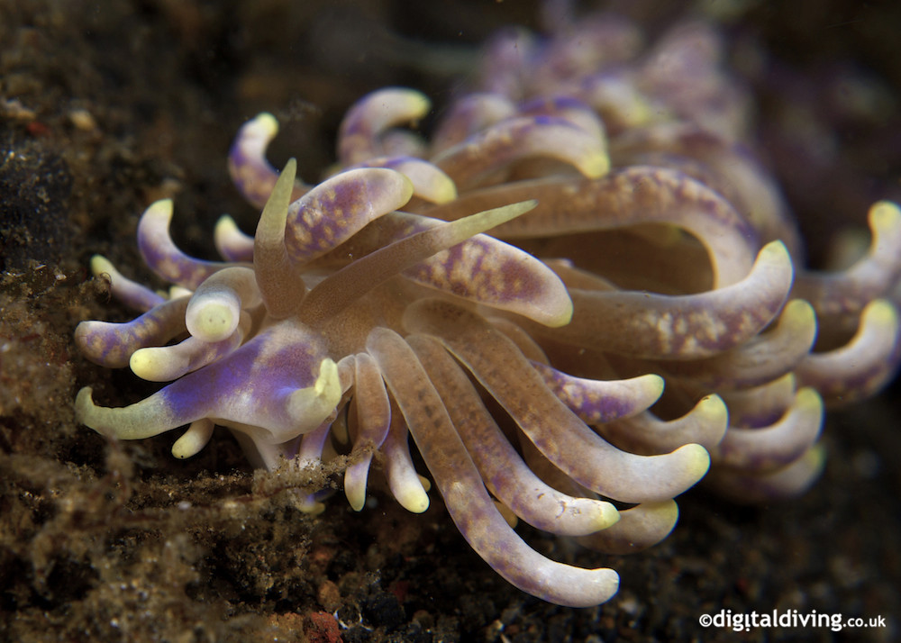 Flo (Phyllodesmium magnum)