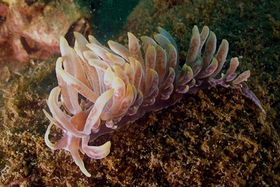 Aeolid Nudibranch - Phyllodesmium magnum