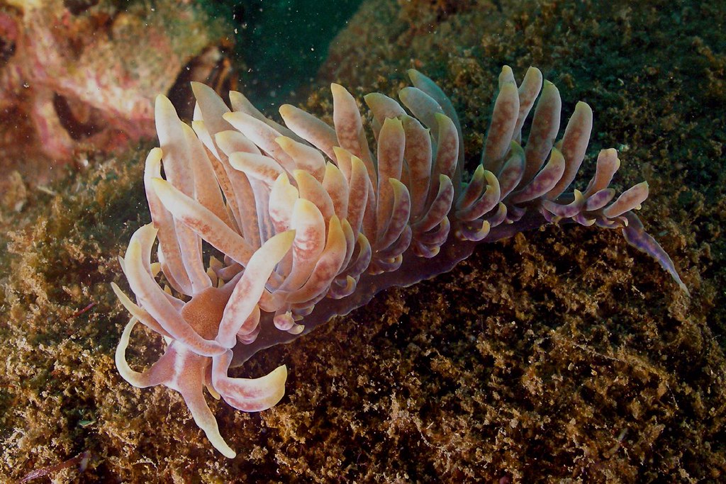 Aeolid Nudibranch - Phyllodesmium magnum