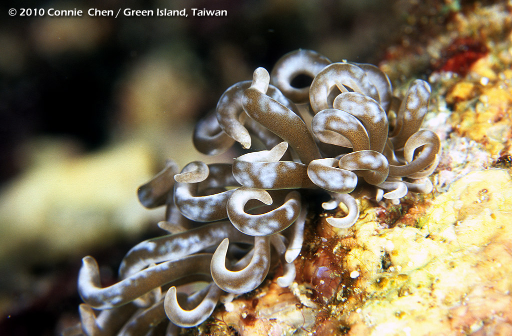 Phyllodesmium magnum / 巨叢灰翼海蛞蝓