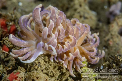 Nudibranche de type Aéolidien (Phyllodesmium magnum)