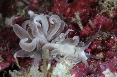 Nudibranch - Phyllodesmium magnum (2)