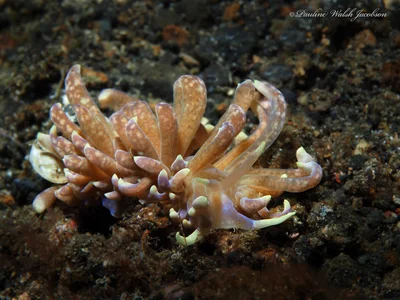 lembeh 19 PB060359a Phyllodesmium magnum, Tandurusa