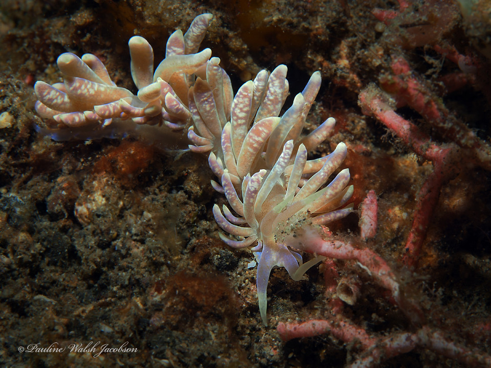lembeh 19 PB060355a Phyllodesmium magnum, Tandurusa