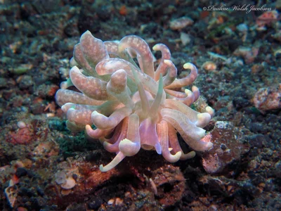 lembeh 16 IMG_7133a sm Solar Nudibranch, Phyllodesmium magnum, Tandurusa