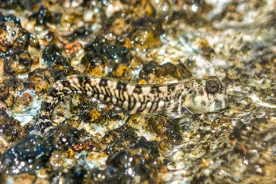 Magnus’ Blenny