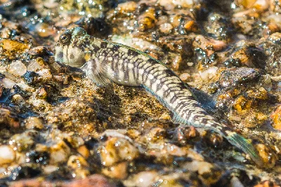 Magnus’ Blenny - male