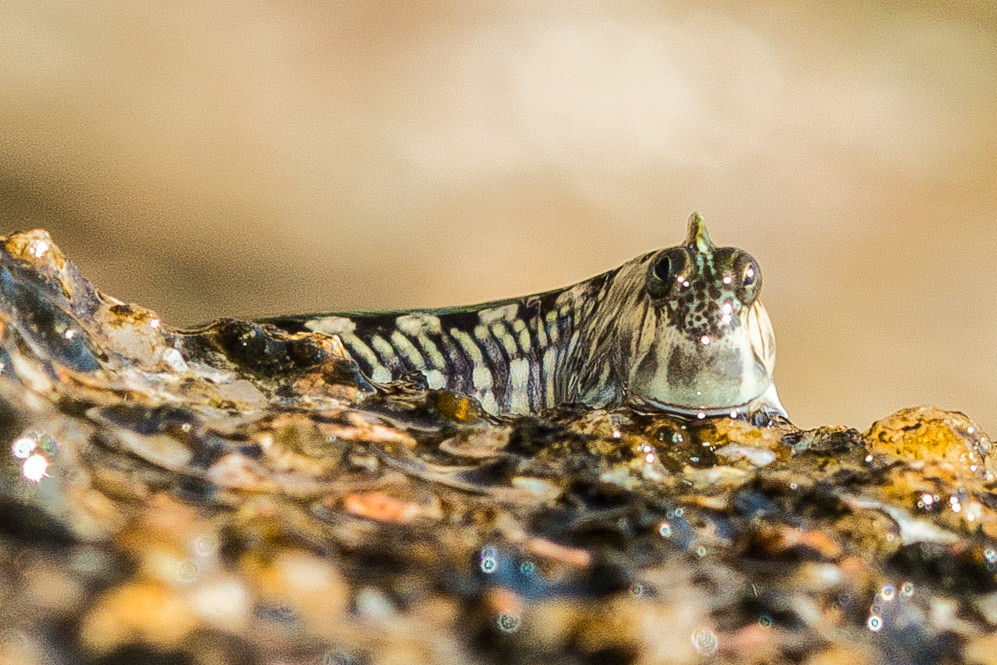 Alticus magnusi, male on emerged rocks