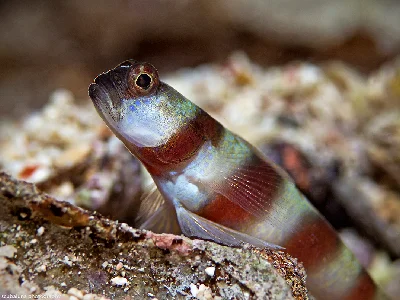 Magnus' Shrimpgoby