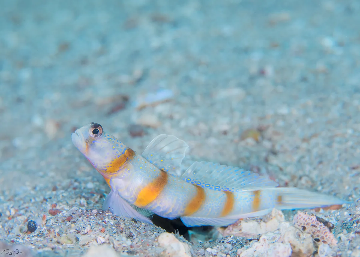 Magnus' Shrimpgoby