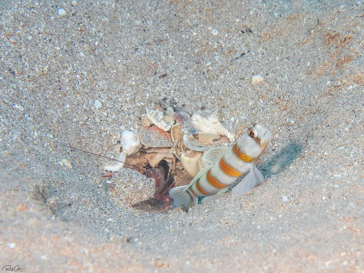 Magnus' Shrimpgoby - Amblyeleotris sungami