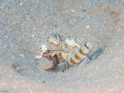 Magnus' Shrimpgoby - Amblyeleotris sungami