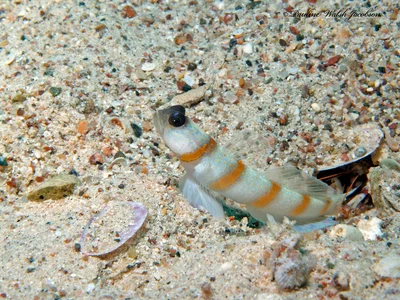 eilat 07_8083463