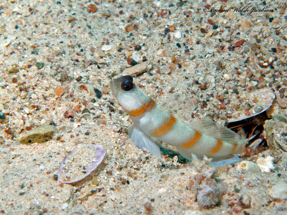 eilat 07_8083463