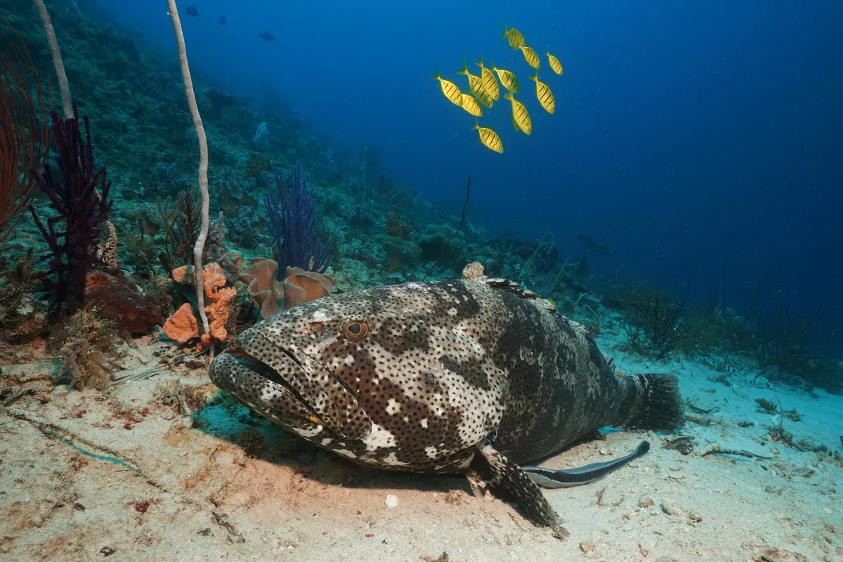 Malabar-Zackenbarsch (Epinephelus malabaricus)