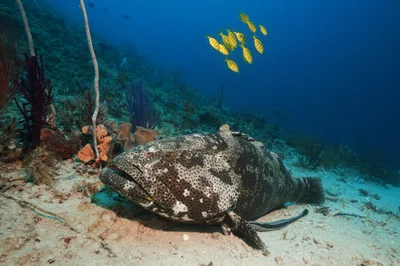 Malabar-Zackenbarsch (Epinephelus malabaricus)
