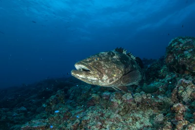Mère Loche - Epinephelus malabaricus
