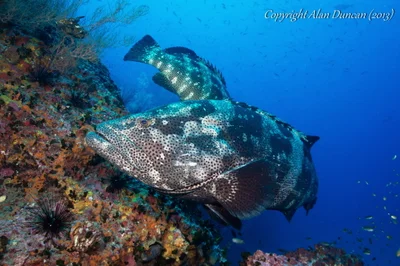 Pair of Malabar Groupers (Epinephelus malabaricus) at Sail Rock, Koh Phangan, Thailand