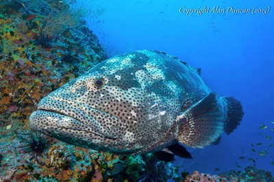 Malabar Grouper (Epinephelus malabaricus) at Sail Rock, Koh Phangan, Thailand