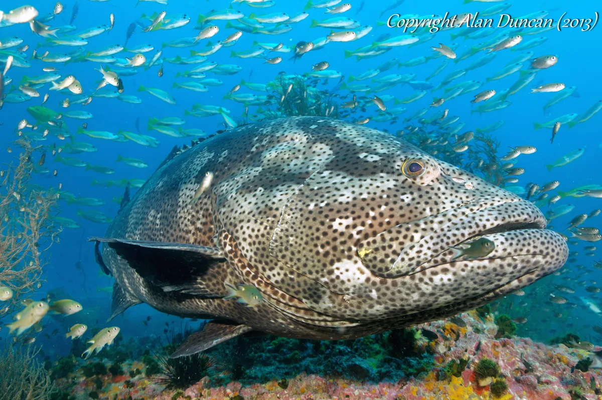 Huge Malabar Grouper at Sail Rock, Koh Phangan, Thailand