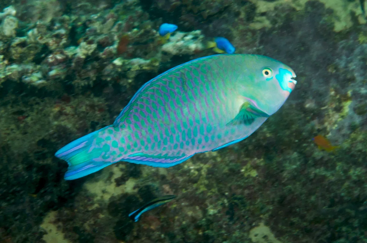 Scarus viridifucatus - Cap Ternay and Conception, Mahe, Seychelles
