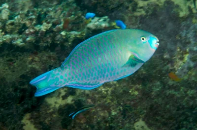 Scarus viridifucatus - Cap Ternay and Conception, Mahe, Seychelles