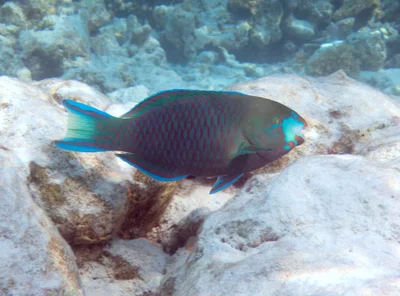 Scarus viridifucatus - Raa Atoll, Maldives
