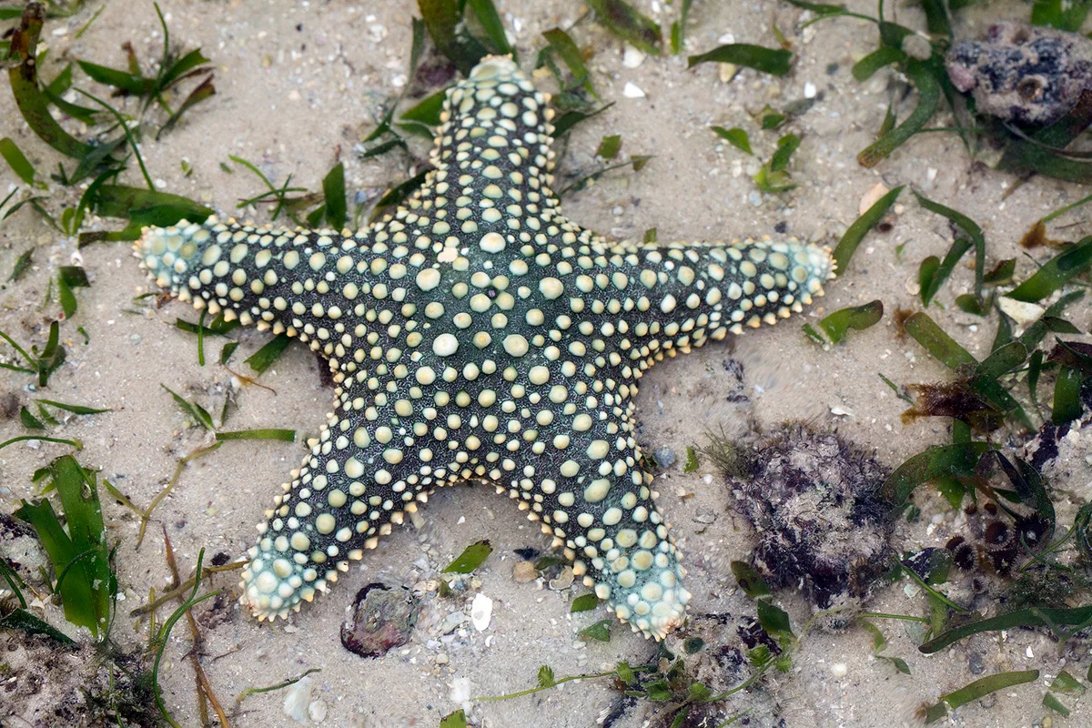 _Z2A3902 Pentaceraster mammillatus