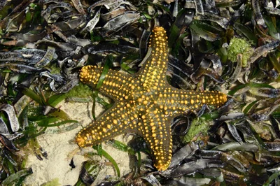 Starfish (Pentaceraster mammillatus) (4e)