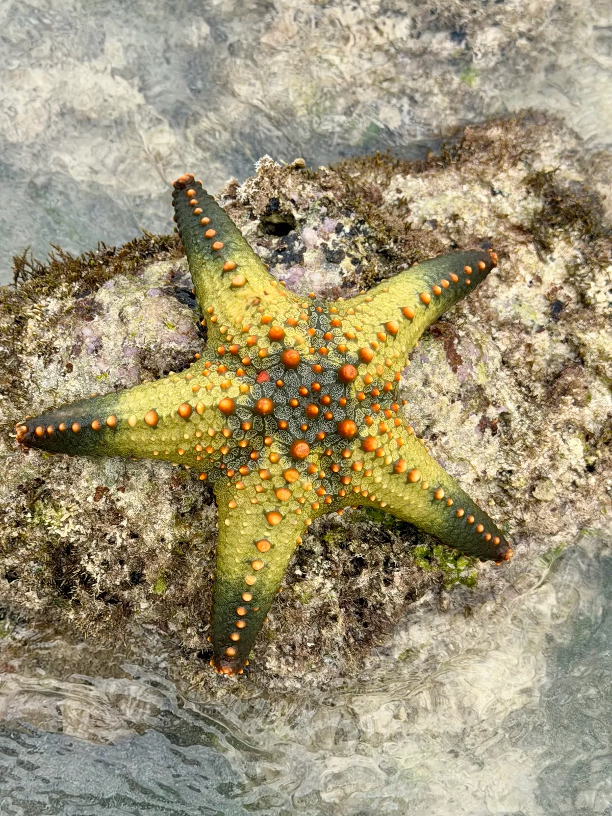 Pentaceraster mammillatus - Cocobelo way, TZ