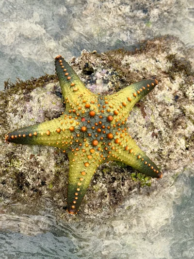 Pentaceraster mammillatus - Cocobelo way, TZ
